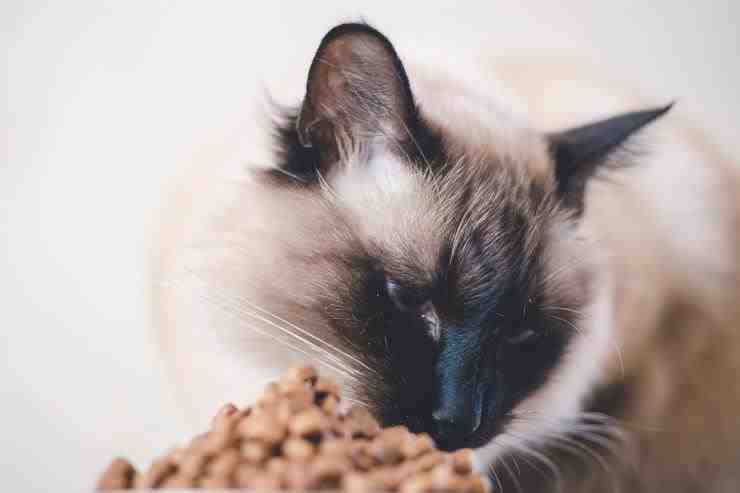Alimentación de gato balinés
