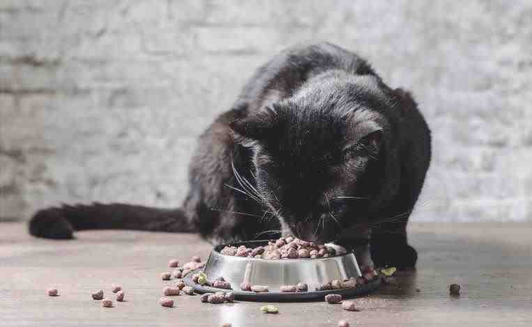 gato bombay alimentando
