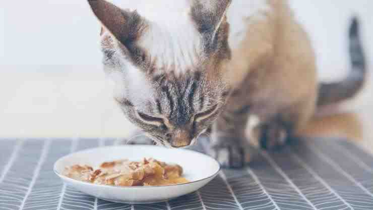 alimentación para gatos esterilizados