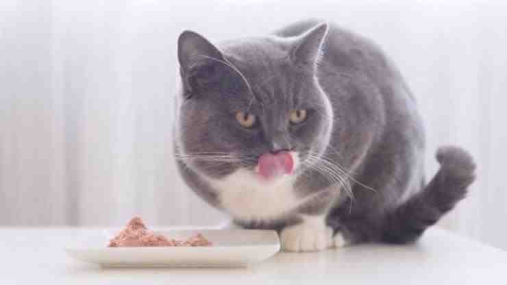 alimentos para gatos monoproteínas