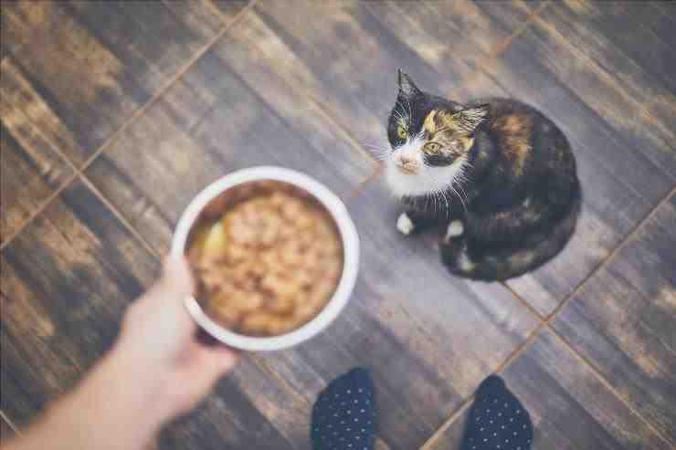 comida alérgica para gatos