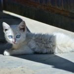 Qué hacer cuando se encuentra un gato en la calle: consejos útiles