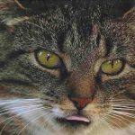 La lengua del gato: funcionalidad, características y enfermedades