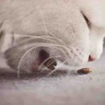 Envenenamiento por sodio en gatos: cómo reconocerlo y curarlo
