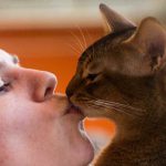 Besos al gato: todo lo que hay que saber