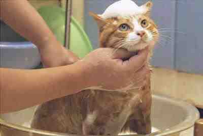 lavando gato
