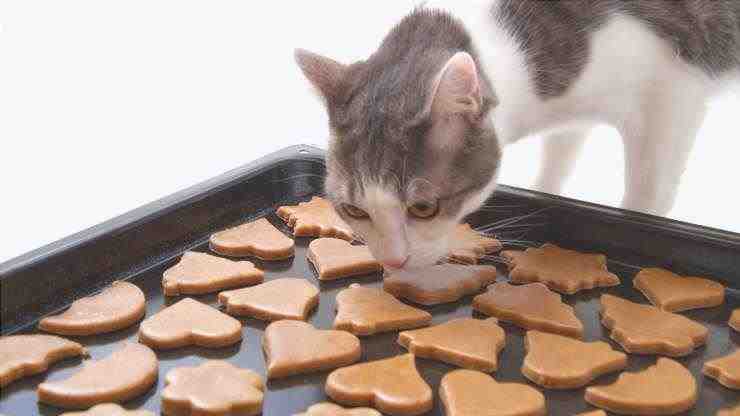 galletas de calabaza para gatos