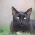 black-cat-3739702-19201.jpg