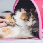 Blastomicosis en gatos: causas, síntomas y tratamiento