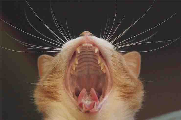 Cáncer de boca en gatos (Foto Adobe Stock)