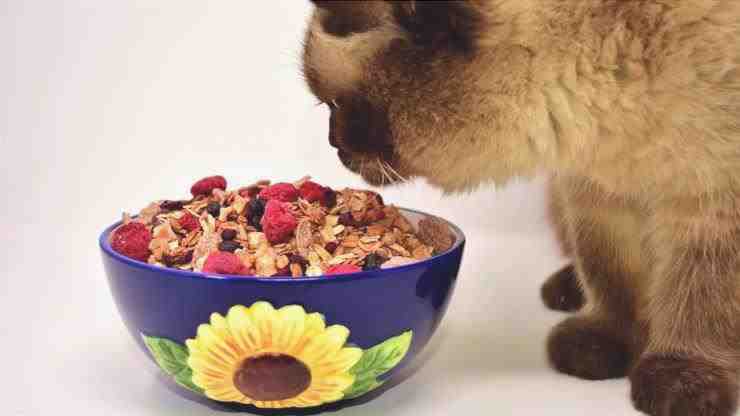 dieta de gato comida ideal