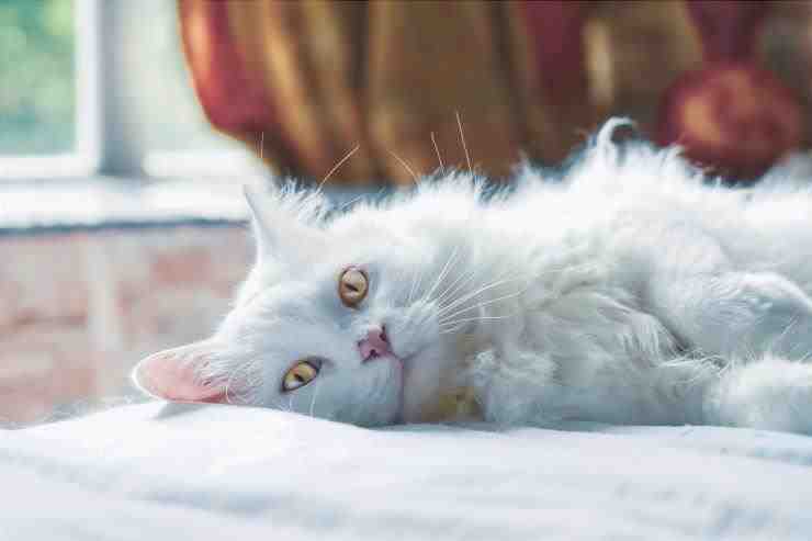 Adopta un gato persa