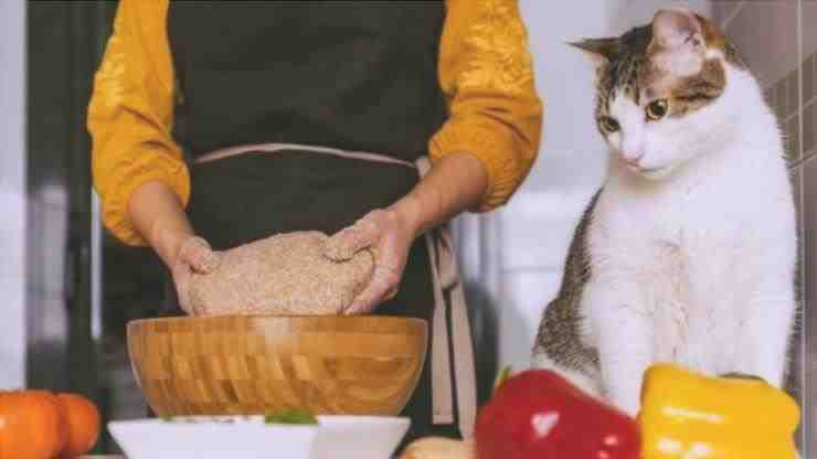 cocinando con recetas de gatos galletas