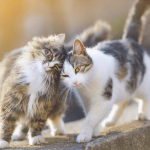 Cómo reconocer el calor del gato: llega la temporada de amor