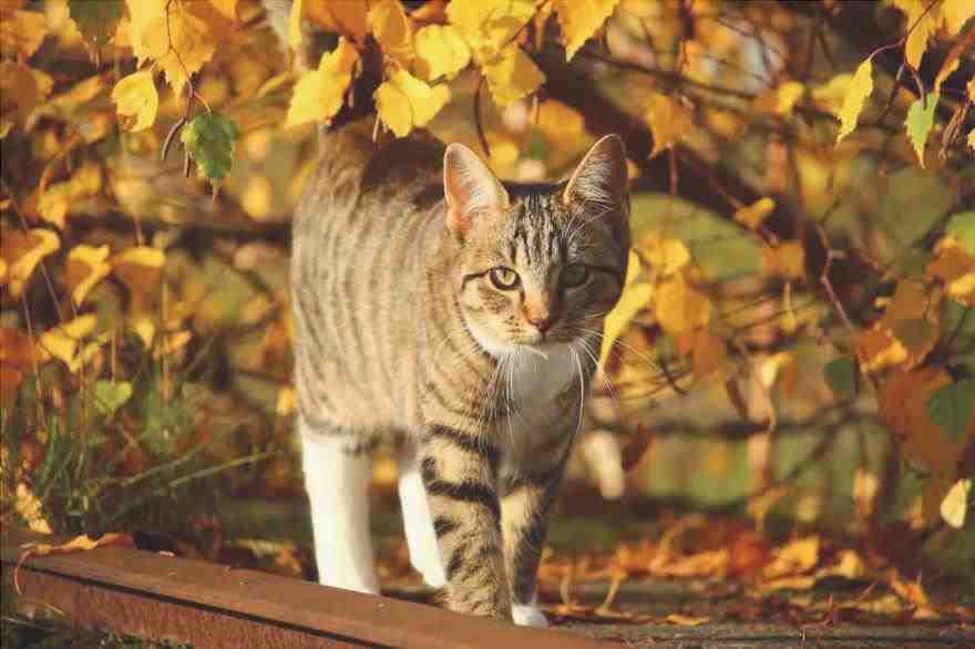 gato de otoño