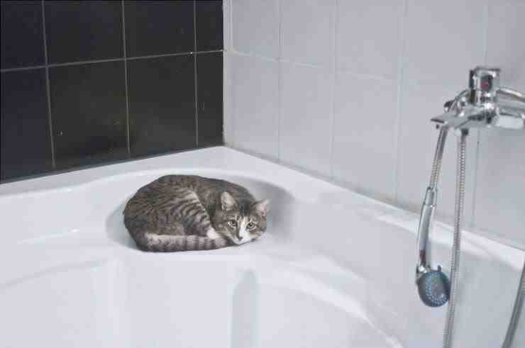 El gato necesita bañera de hidromasaje