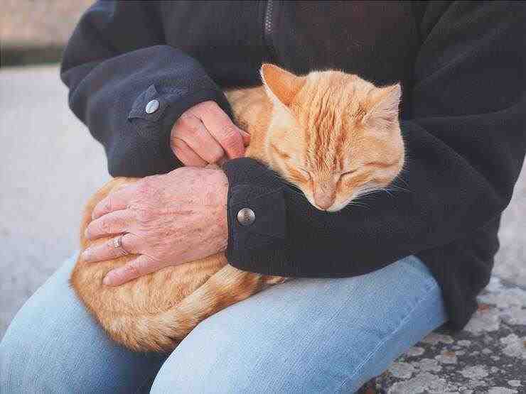 Gato en tus brazos (Foto Pixabay)