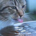 Cuánta agua tiene que beber el gato todos los días? Cantidad y cómo regular