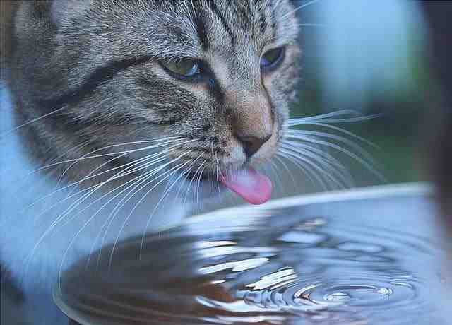 cuánta agua tiene que beber el gato