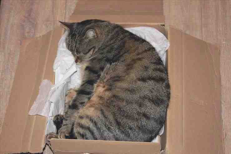 Los gatos aman las cajas