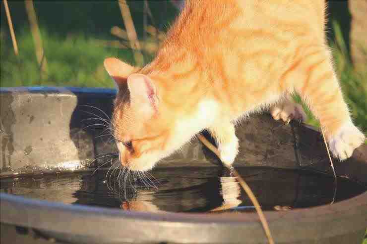 Gato y agua