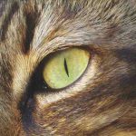 Los ojos del gato cambian de color: fenómeno natural o patología
