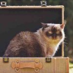 Mover y cambiar de casa con un gato: cómo hacerlo sin estrés