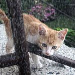 Comportamiento del gato cuando llueve: eso es lo que sucede