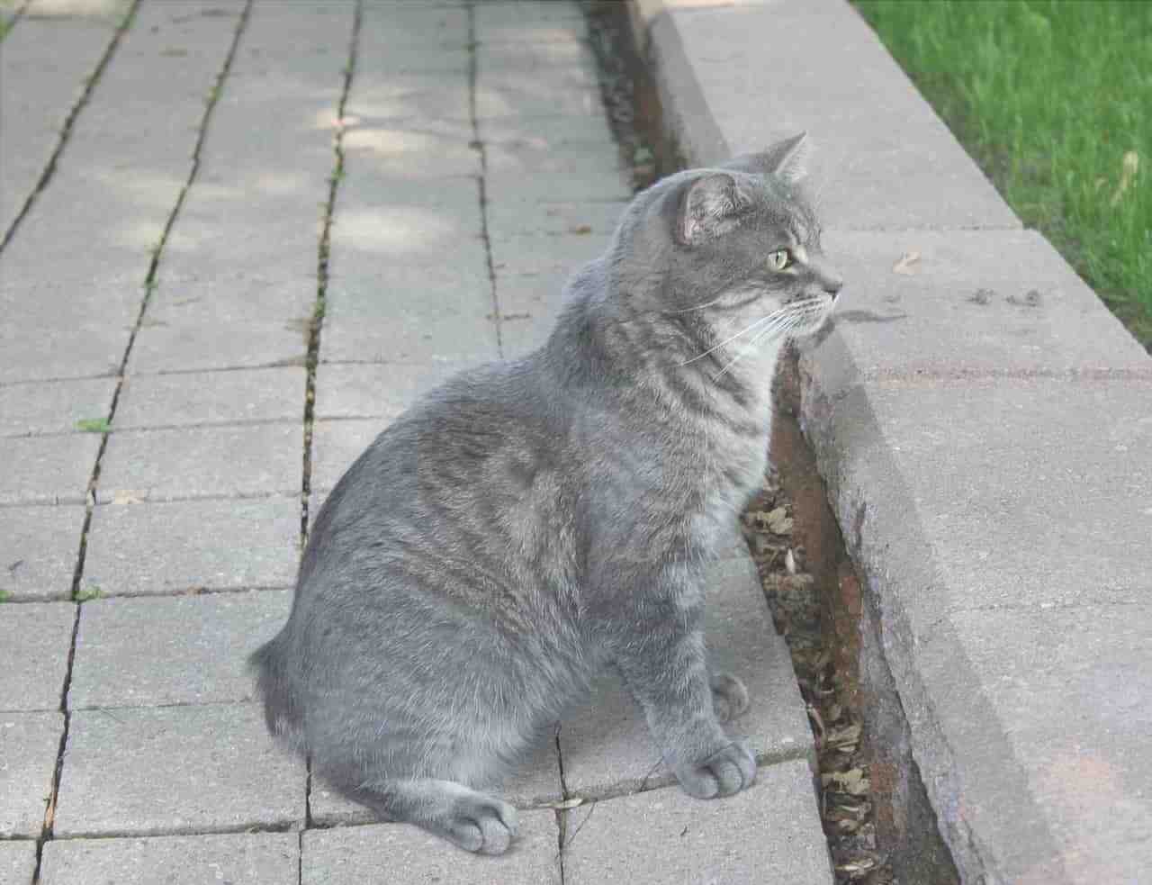 gato gris sin cola