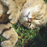 Castración de gato: costos, durabilidad, convelescencia