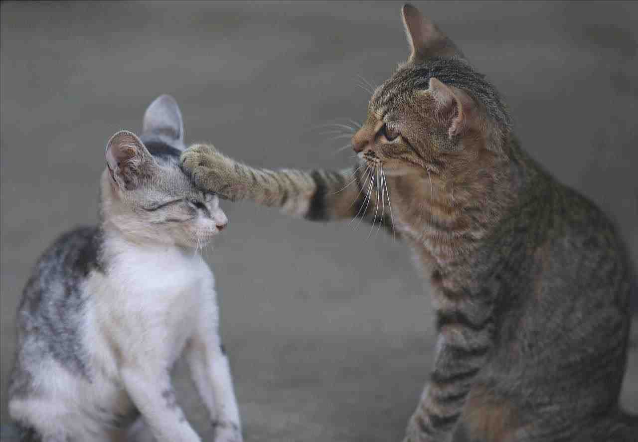 Los gatos pelean