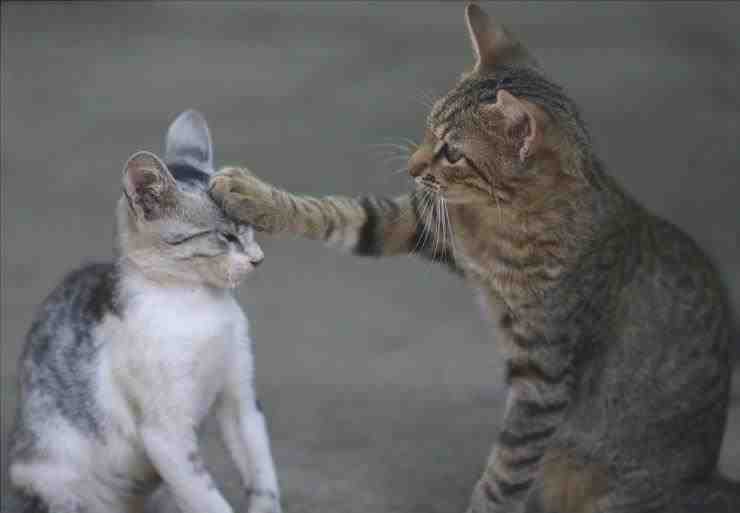 Los gatos juegan o pelean