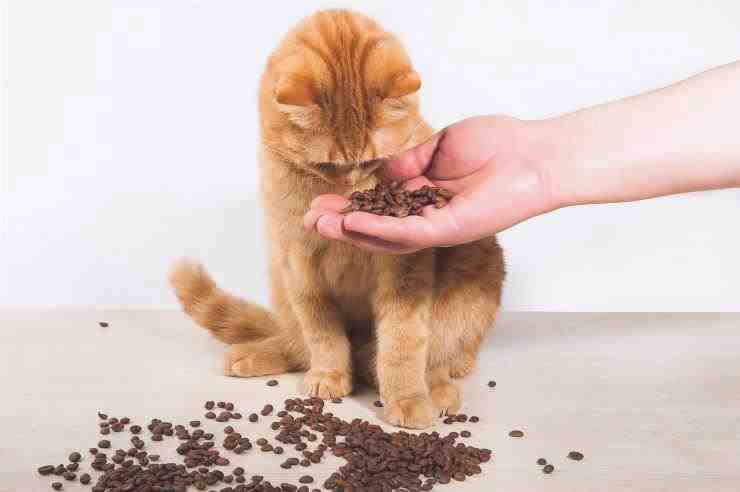 semillas de café de gatito