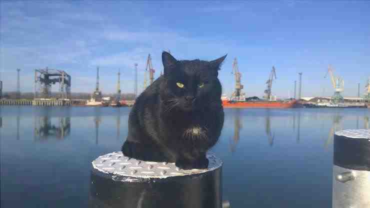 Pussycat en el puerto
