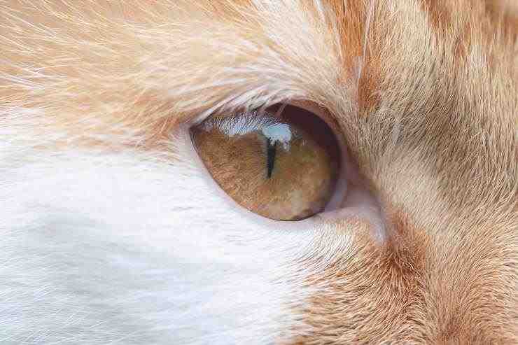 El gato y la úlcera corneal