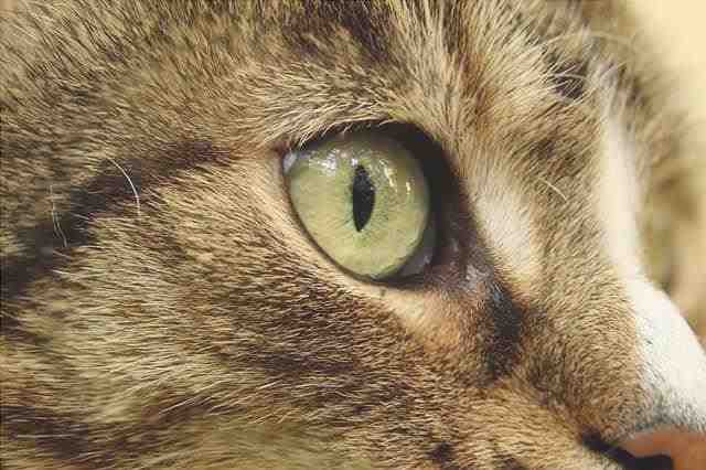 ojo de gato hinchado