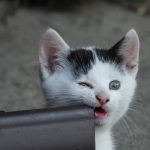 Cuando el gatito cambia sus dientes: la dentición del gato
