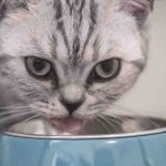 cómo el felino puede consumirlo en la dieta