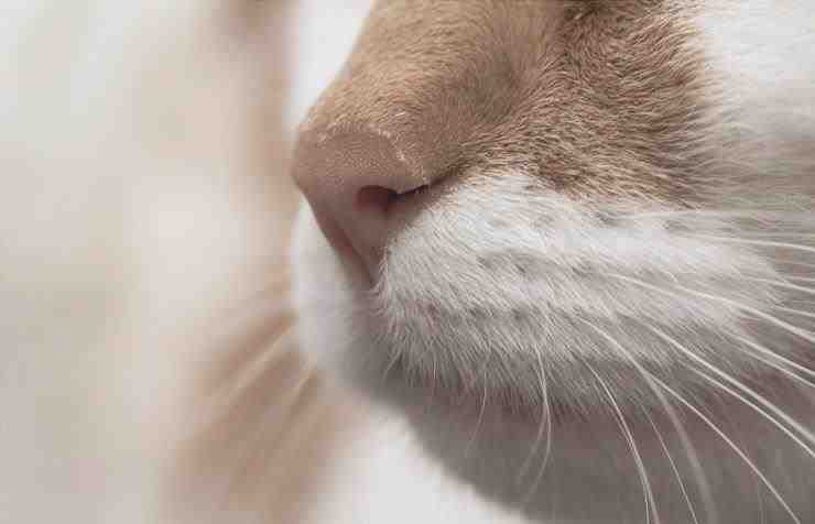 El gato tiene nariz seca