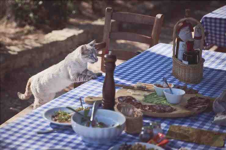 El gato se sienta a la mesa
