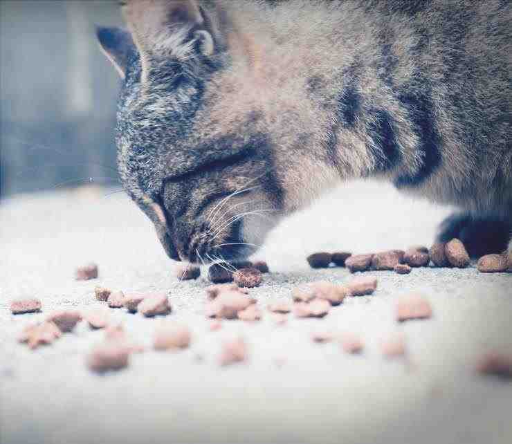 Alimentación mixta para el gato
