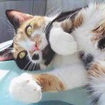 Los gatos tricolores: descubren sus características!