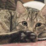 El gato tiene piojos: señales, prevención y remedios