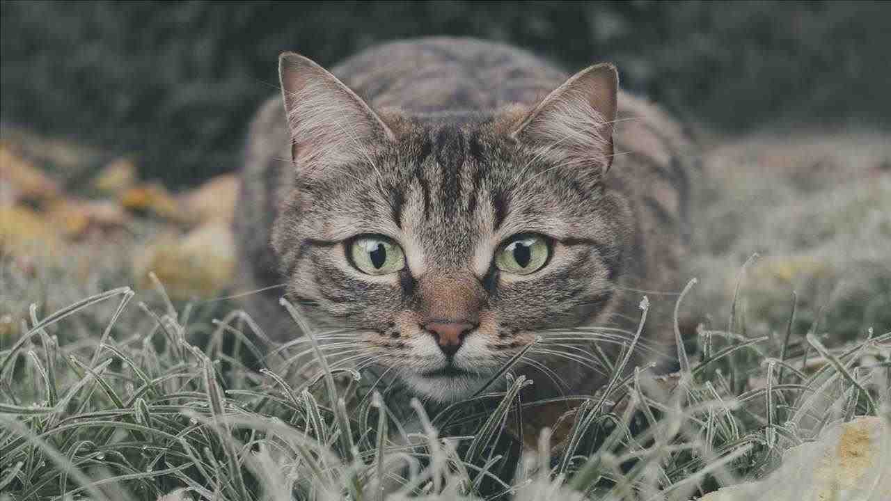 Gato curioso (Foto Pixabay)