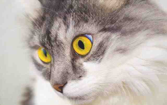 gato de ojos hinchado