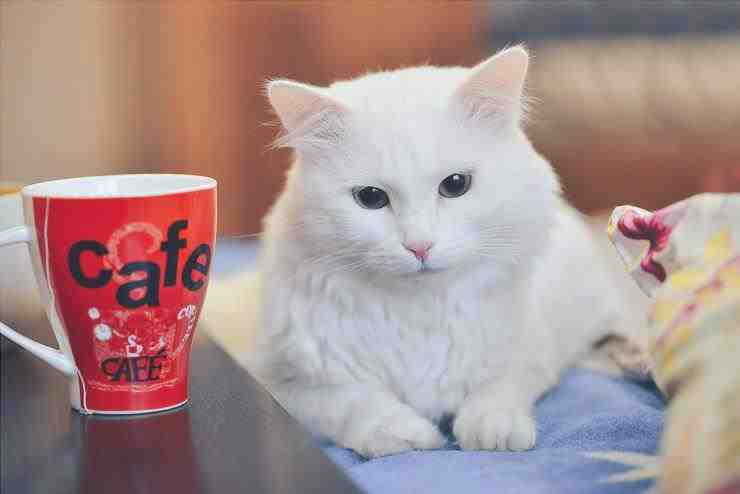El gato bebe café