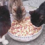 El gato puede comer comida humana? Riesgos y beneficios de algunos alimentos