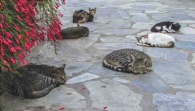 Isla griega del gato