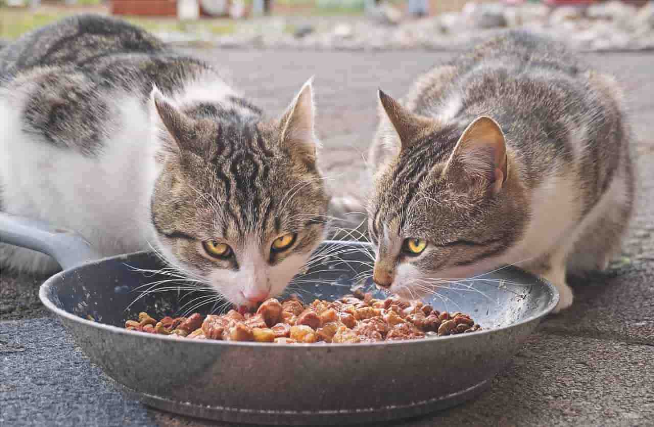 Cómo reconocer las deficiencias nutricionales en gatos (Foto Pixabay)