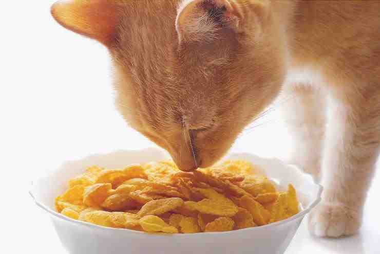 El gato come cereales